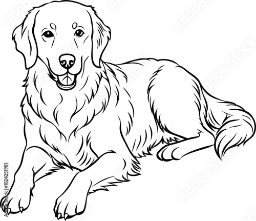 Golden Retriever dog breed animal vector line art sketch outline