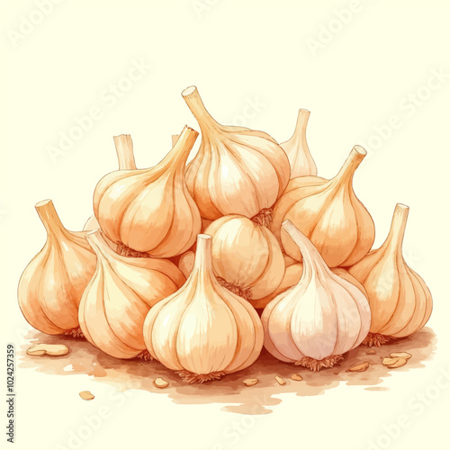 Garlic Bulbs Illustration 
