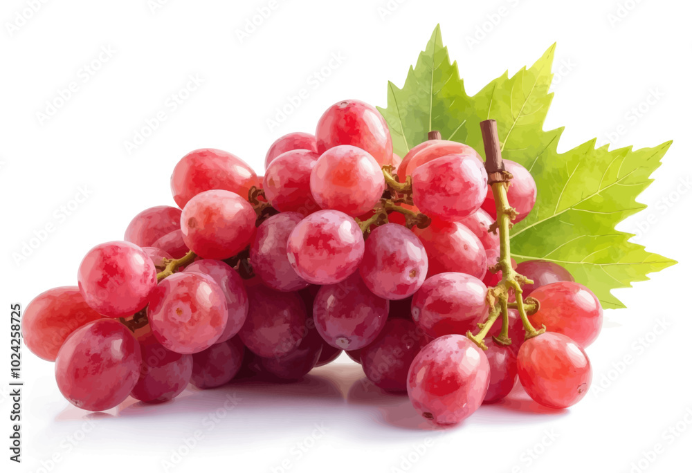 Red Grapes with Leaf on White Background
Red Grapes with Leaf on White Background