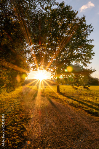 Beautiful sunset sunshine through colorful leaves and lush foliage in autumn shows golden hour light romantic atmosphere in park in low angle view with sunrays and golden light indian summer mood sky