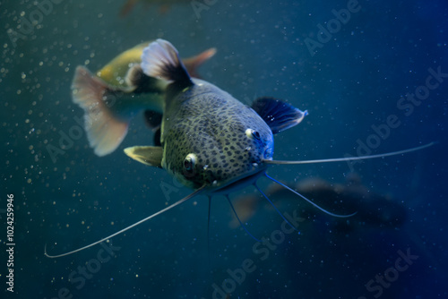 A picture of Redtail catfish (Phractocephalus hemioliopterus) which is a freshwater fish.