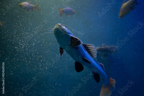 A picture of Redtail catfish (Phractocephalus hemioliopterus) which is a freshwater fish.