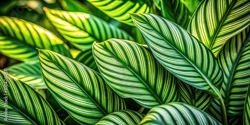 Macro Photography of Calathea Insignis in a Botanical Garden - Nature's Intricate Patterns photo