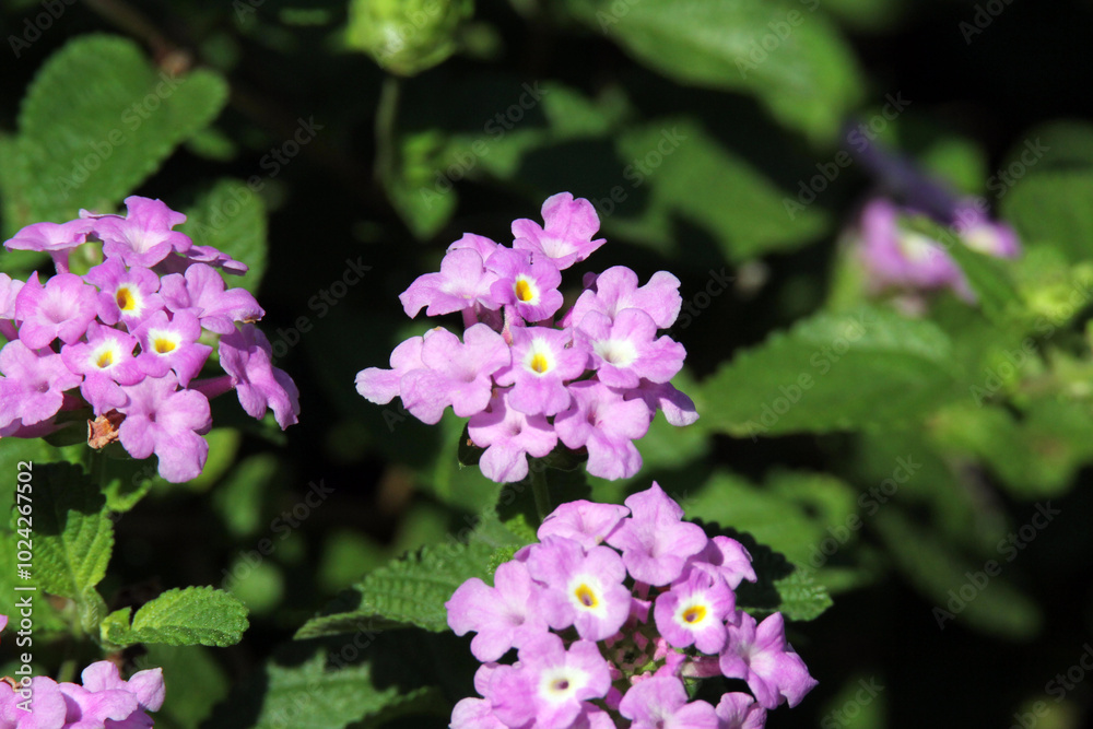 Cluster of small purple flowers on a Lantana plant Cluster of small purple flowers on a Lantana plant
