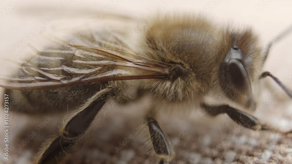Extreme closeup of honey bee resting on fabric, macro shot of insect, details of bee Extreme closeup of honey bee resting on fabric, macro shot of insect, details of bee