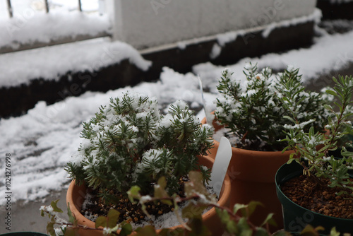 突然の降雪で雪をかぶったベランダで栽培していたラベンダーの鉢植えとアイビー