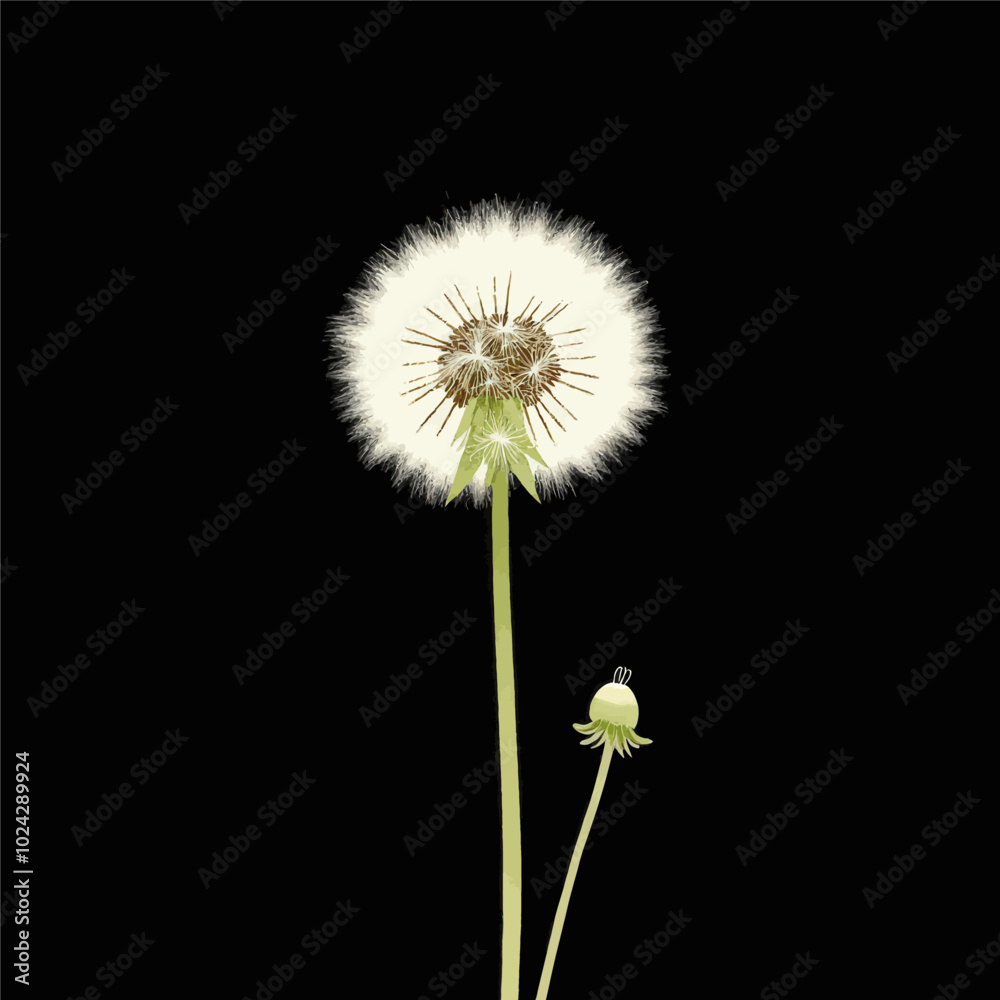 Dandelion Seed Head and Bud on Black Background Dandelion Seed Head and Bud on Black Background