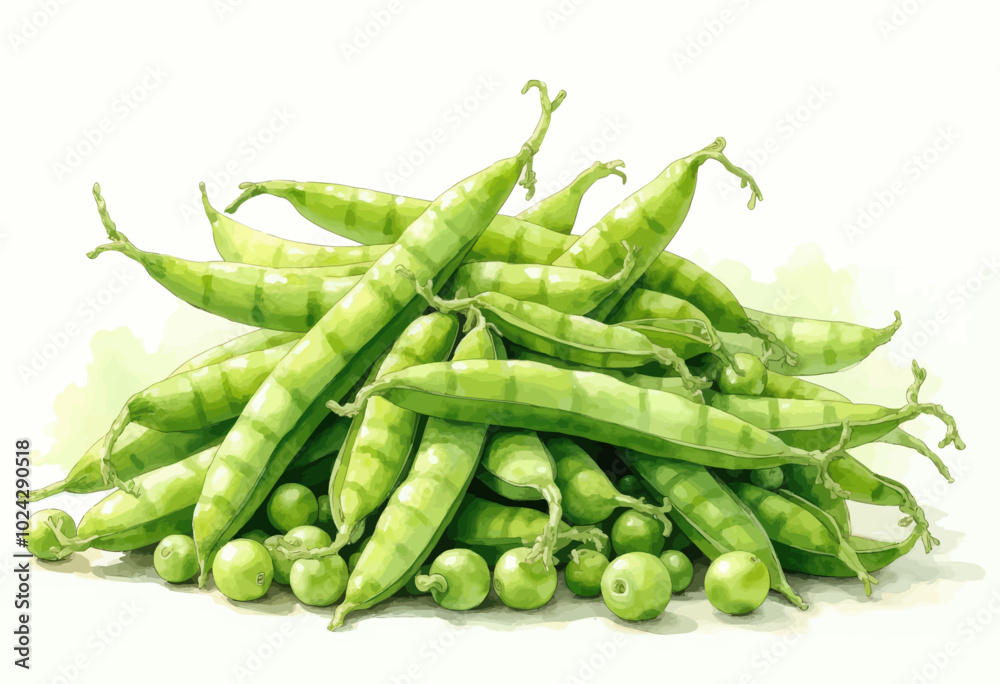 custom made wallpaper toronto digitalFresh Green Snap Peas and Pods Illustration