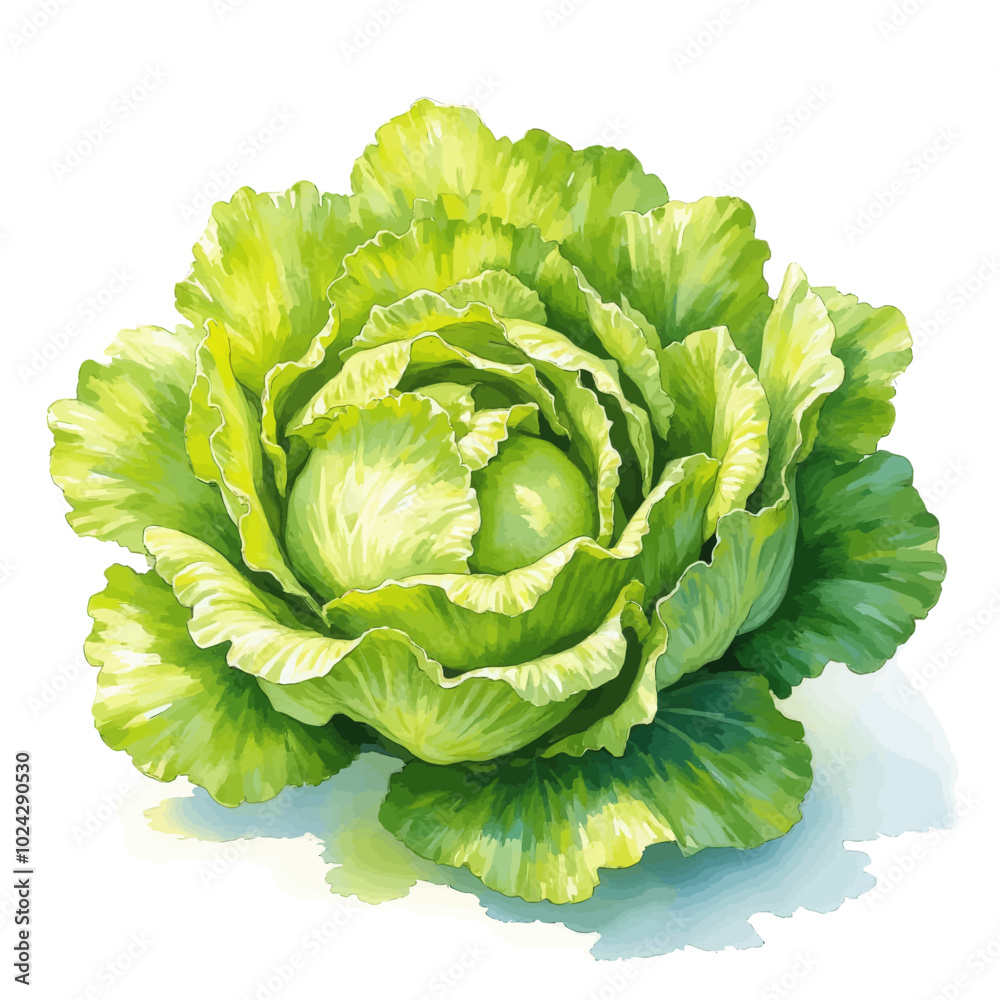 Obraz premium Fresh Head of Green Cabbage Illustration