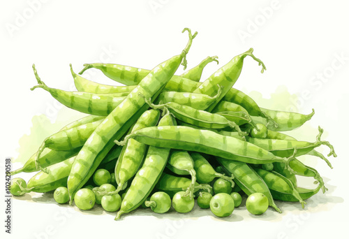 Wallpaper Mural Fresh Green Snap Peas and Pods Illustration Torontodigital.ca