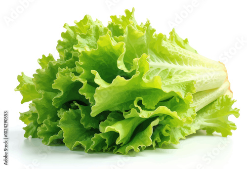 Fresh Green Lettuce Leaves on White Background