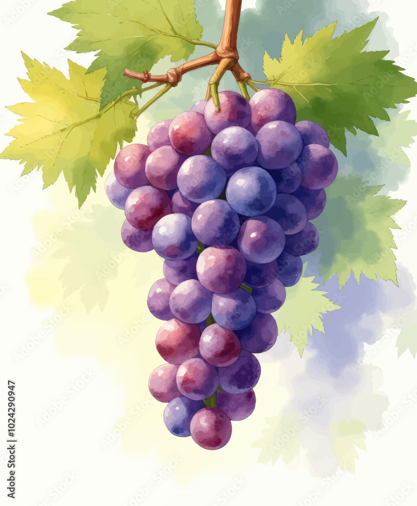 Fototapeta premium Hangin' Grapes with Green Leaves