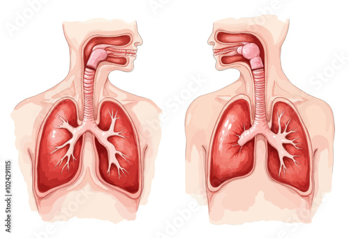Human Respiratory System Anatomy Comparison