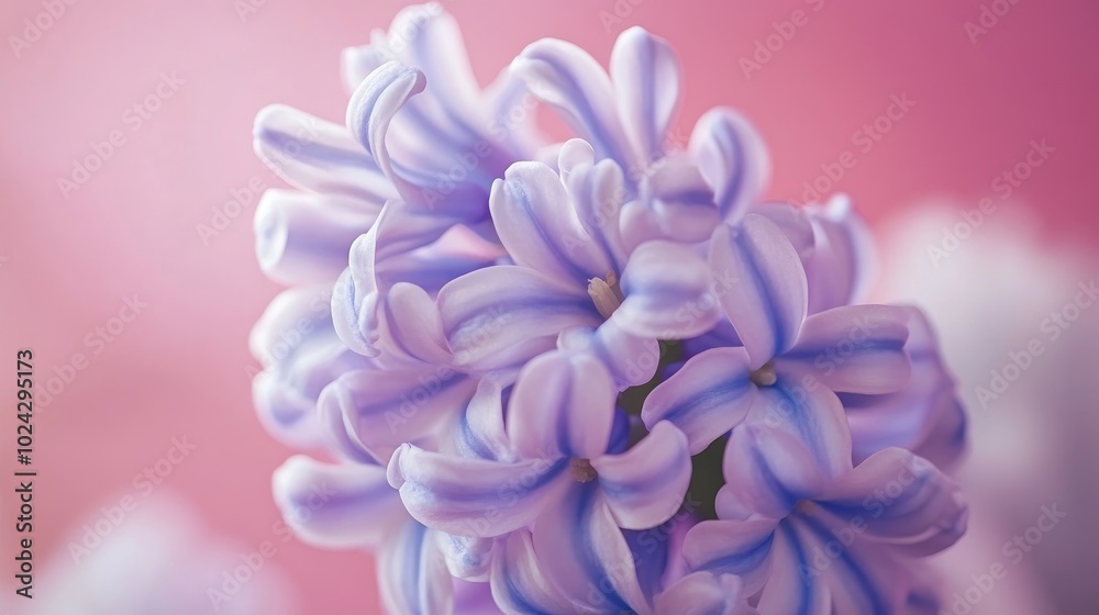 Close up of a hyacinth flower Close up of a hyacinth flower