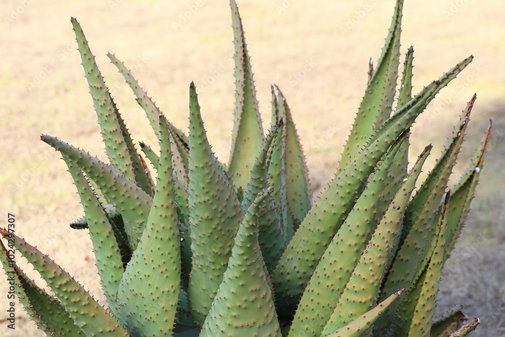 close up of leaves of Aloe marlothii close up of leaves of Aloe marlothii