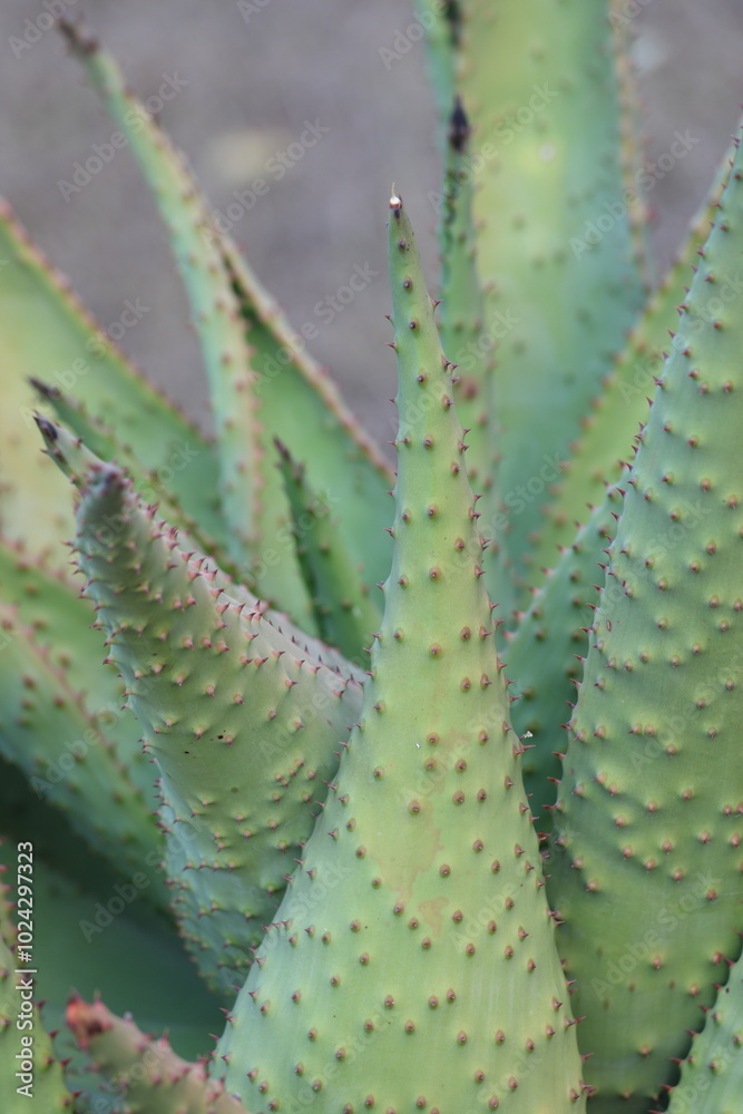 close up of leaves of Aloe marlothii close up of leaves of Aloe marlothii