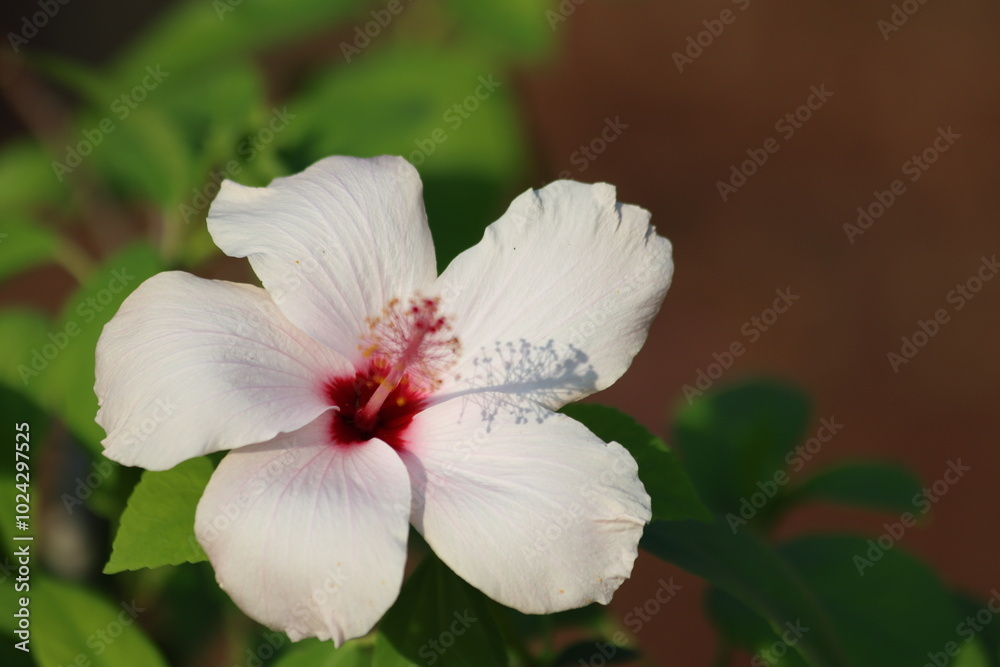 Fototapeta premium closeup of white hibiscus flower