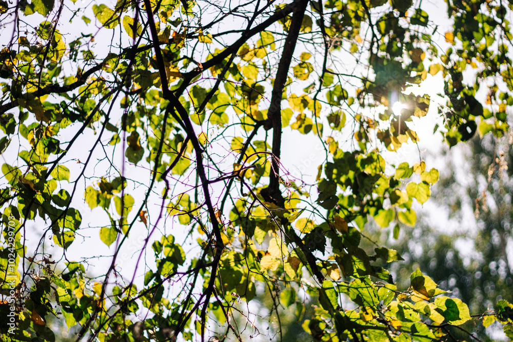 Fototapeta premium Green maple in sunlight. Early autumn