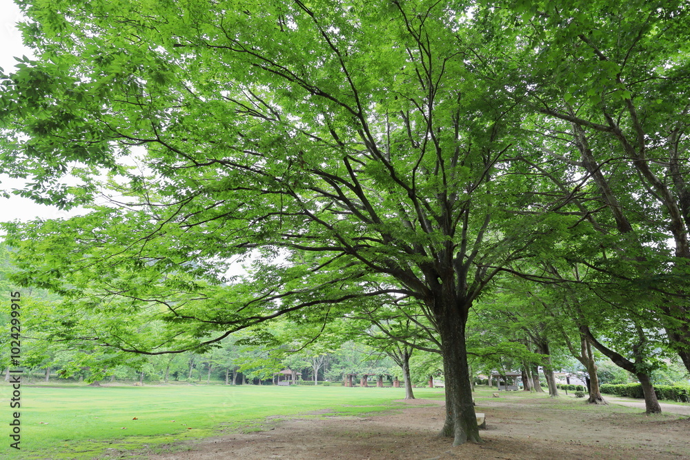 Fototapeta premium 公園にはえる大きなクスノキ