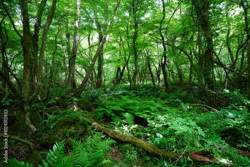 dense spring forest with ferns and old trees