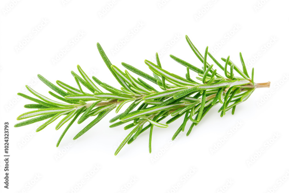 A sprig of fresh rosemary with pointed, aromatic green leaves. The rosemary stands out against A sprig of fresh rosemary with pointed, aromatic green leaves. The rosemary stands out against