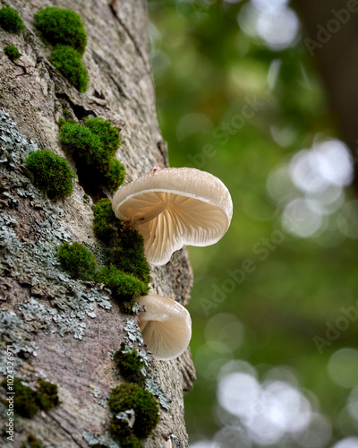 Autunno nel Parco Naturale Regionale dei Monti Simbruini - Fondi di Jenne / Roma