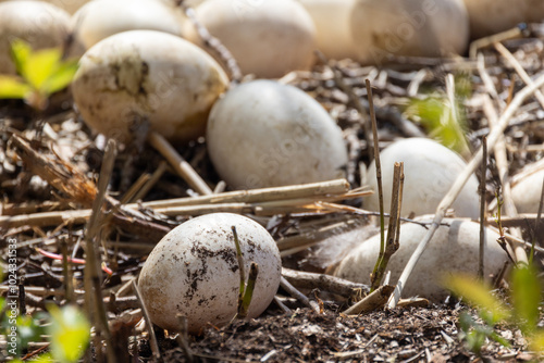 A diverse collection of carefully placed eggs resting snugly in a nest, surrounded by various natural elements