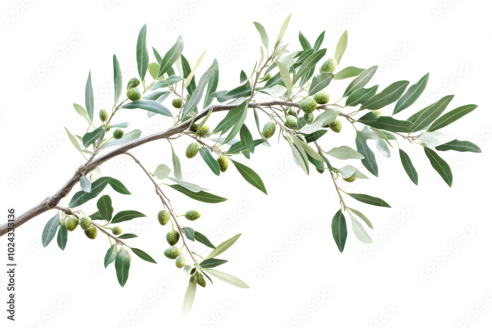 Branch of a olive tree with leaves isolated on white Branch of a olive tree with leaves isolated on white