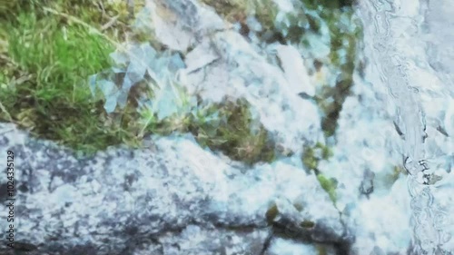 透明な水を通して見える水草