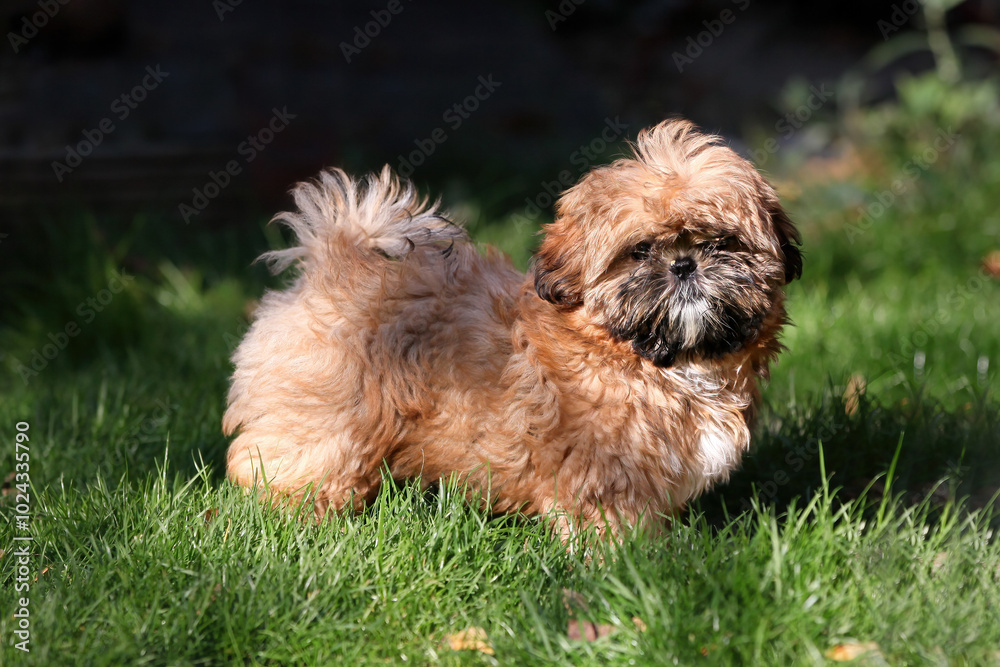 Cute,fluffy little Shih Tzu puppy standing on grass Cute,fluffy little Shih Tzu puppy standing on grass