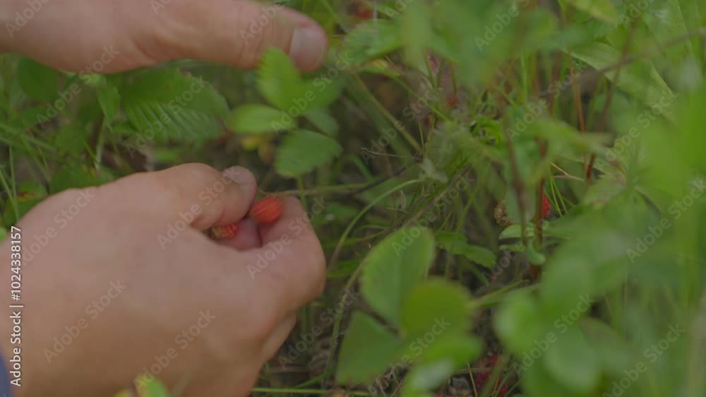 Men's hands are picking wild strawberries in the field. Self picking farm field. Harvesting berries. Men's hands are picking wild strawberries in the field. Self picking farm field. Harvesting berries.