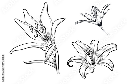 A set of black and white hand-drawn lily flowers vector