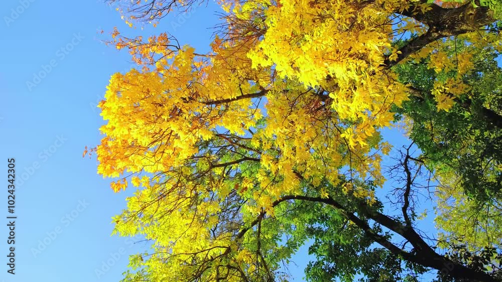 Ash tree branch with yellow leaves in autumn on blue sky background. Bright colors. Beauty in nature. October colors. Tree top. Fall season. Warm sunny weather concept. Natural texture. Golden park. Ash tree branch with yellow leaves in autumn on blue sky background. Bright colors. Beauty in nature. October colors. Tree top. Fall season. Warm sunny weather concept. Natural texture. Golden park.