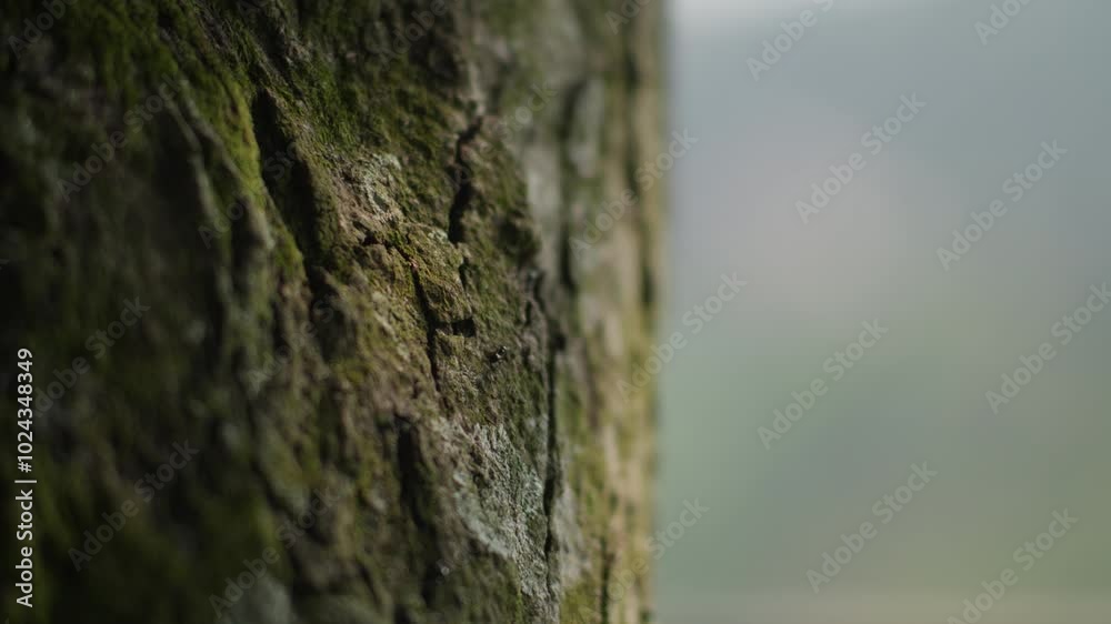 Ants crawling on the rough surface of tree bark
