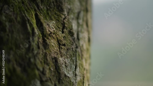 Ants crawling on the rough surface of tree bark