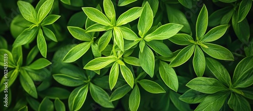 A Background Of Oval Green Leaves Shrub With Green Foliage With Hazy Glow Effect Vegetation Nature Ecology Concept Nature Reserve Park Garden In Detail Perennial Plants Madder Bedstraw Family