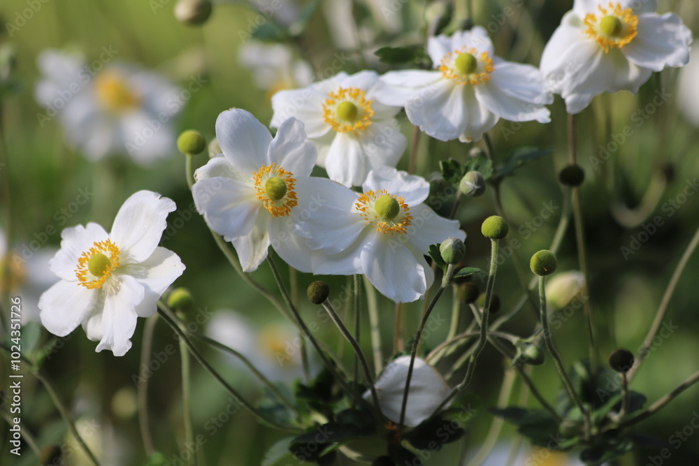 Anemone hupehensis. Closeup of japanese anemone, windflower. Anemone hupehensis. Closeup of japanese anemone, windflower.