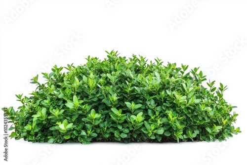 Green bush isolated on white background