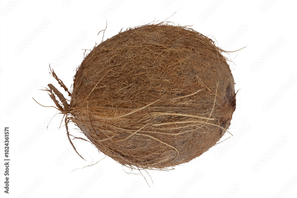 whole coconut isolated on white whole coconut isolated on white
