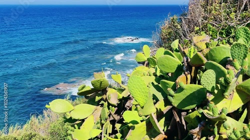 A large flowering cactus on the background of a blue water landscape on the Mediterranean coast. Cacti with fruits on the coast of Turkey. Prickly pear fig. Gazipasha. 4K photo