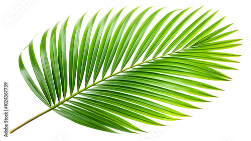Single tropical green palm leaves transparent background.