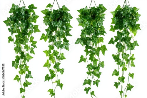 Wallpaper Mural Set of 4 jungle vine hanging ivy plant bush isolated on white background Torontodigital.ca