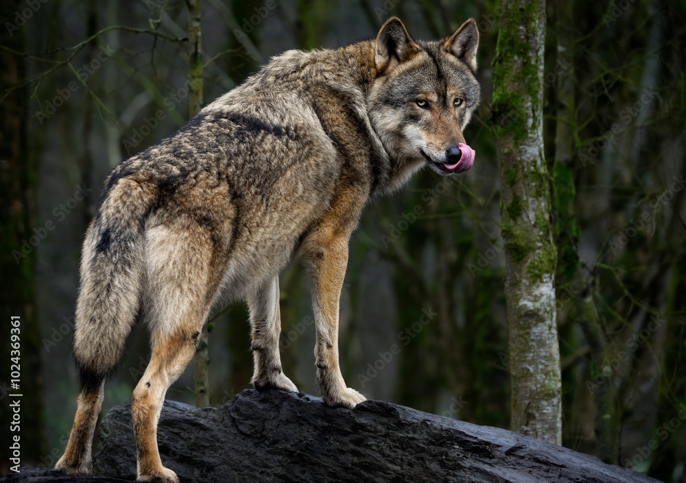 Fototapeta A close up of a Grey Wolf (Gray Wolf)