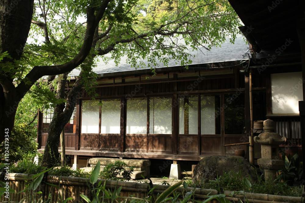 鎌倉の花、桜、春、グリーン、大仏、寺 鎌倉の花、桜、春、グリーン、大仏、寺