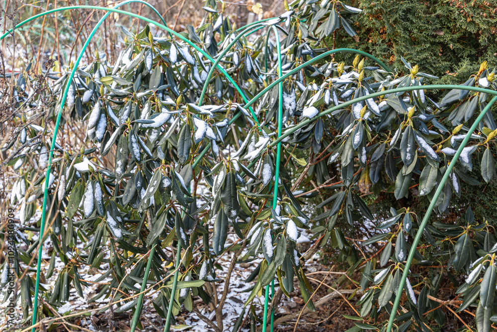 Winter Protection for Garden, winter shelter for garden plants, shelter rhododendrons Winter Protection for Garden, winter shelter for garden plants, shelter rhododendrons