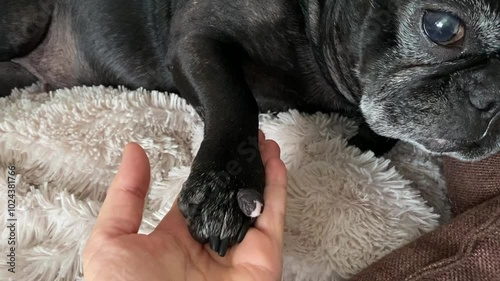 Close up shot of a veterinarian checking on a papilloma wart on dog's elbow. photo