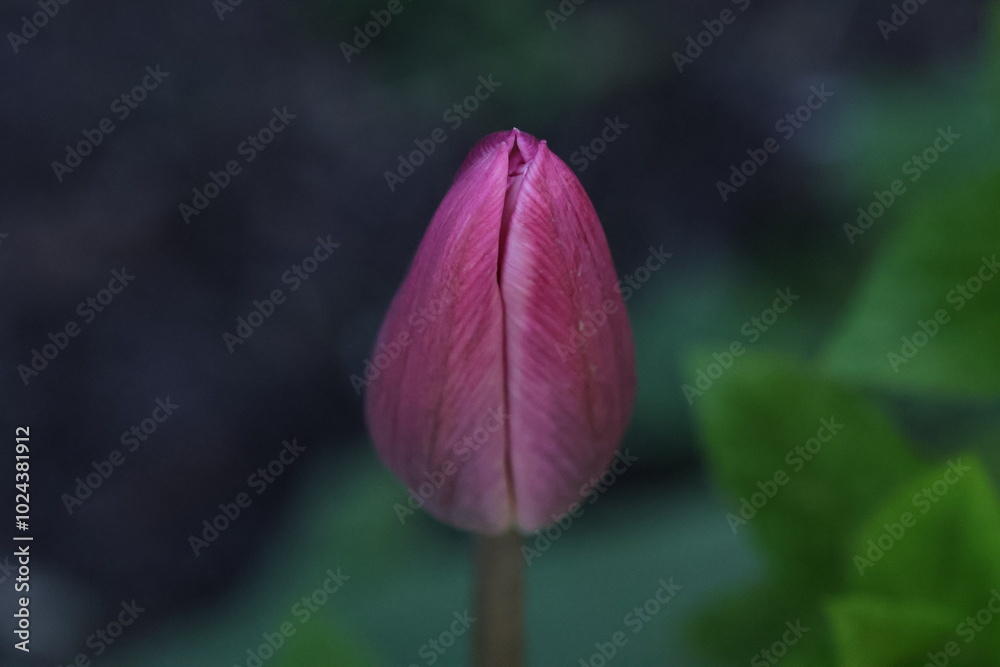 purple tulip bud on the dark background close up purple tulip bud on the dark background close up