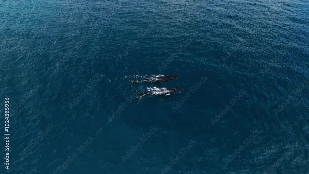 Aerial view of two humpback whales and their baby swimming through the waters in Margaret River, Western Australia Aerial view of two humpback whales and their baby swimming through the waters in Margaret River, Western Australia