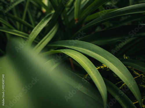 Green plant leaves