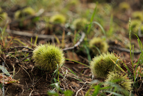 vista macro di vari ricci verdi di castagne immature caduti per terra, dall'albero, a inizio autunno photo